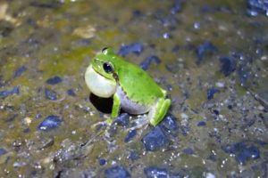 OsakaU-frog-based-coms
