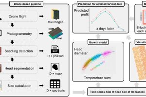 UofTokyo Brussels Sprout value prediction